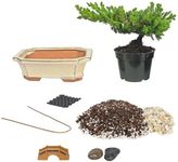 Eve's Bonsai Tree Starter Kit, Complete Do-It-Yourself Kit with 6 Year Old Japanese Juniper !!! Cannot ship to CA California & HI Hawaii !!!