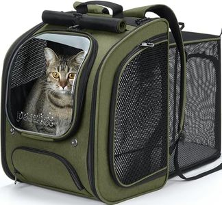 Pecute Cat