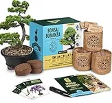 Bonsai Tree Kit - Grow 3 Mini Bonsa