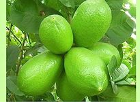 SANJU Gandharaj lemon plant,Nimbu, Lime, Lebu, Limon Air Layering Grafted Healthy Live Plant Actual Plant Height .1 ft to 2 ft, (Hybrid, Pack of 1