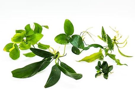 Generic Assorted Anubias Aquarium Plants Bundle – Low Maintenance, Adorable Fish Tank Decor, Easy Care Live Aquatic Plants for Stunning Aquascapes - Perfect Fish Lover Gift! (5 Random Loose Plants)