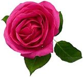 Rose Plants - Multi-Package - Climb