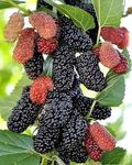 Sanjeevani Basket Mulberry Shahtut Black Barry Tropical Fruit Live Plant Natural Fruit Mulberry Plant With Orgenic Fertilizer