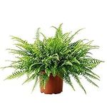 Boston Fern 'Green Lady' - Nephrolepis Exaltata in a 12cm Pot - Bushy Indoor Plant Gift