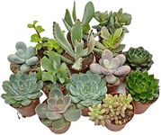 5 Succulent Starter Plant Collectio