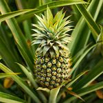 YouGarden Edible Indoor Pineapple Houseplant in 14cm Pot, Already in Fruit and Approximately 50cm Tall, Indoor Plants, Grow Your Own Real Pineapple Plant at Home