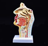 Human Anatomical Nasal Cavity Throat Anatomy Medical Model for Science Classroom Study Display Teaching Medical Model