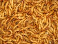 Mealworms Reptile Live Food 60g Tub 20-30mm