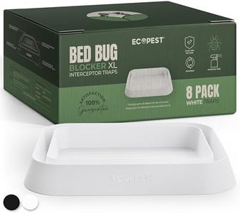 Bed Bug In