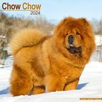 Chow Chow Calendar 2024 Square Dog Breed Wall Calendar - 16 Month: Original Avonside-Kalender [Mehrsprachig] [Kalender]