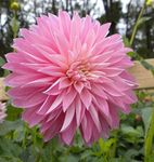 Floriculture Greens Imported Dhalia Perennial Flower Hybrid Quality Bulbs Home Gardening (Pack Of 1 The Paradise City Dahlia)