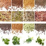 Verdant Republic Organic Sprouting Microgreen Seeds 8 Variety Starter Packs (315g) - Broccoli, Alfalfa, Cress, Red Cabbage, Pea, Rocket, Kale | High Germination to Sprouts & Microgreens