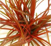 20 Seeds of The Prettiest Hardy Red Grass (Uncinia Egmontiana)