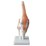 PHYSIQUE Anatomical Lifesize Human Knee Joint Model with Flexible Ligaments for Medical Education and Demonstration (30cm Height)