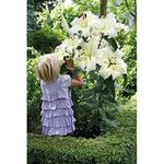 Lily Pretty Woman Tree Bulbs Giant Outdoor Plants for Gardens, Yield Large White Oriental Scented Flowers with Beautiful Fragrance, Summer Flowering, 5 x Bulbs by Thompson & Morgan