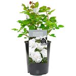 Diamond Wedding Rose - 60th Wedding Anniversary - Help Celebrate a Special Couple's Diamond Wedding Anniversary with a Unique Living Plant Gift