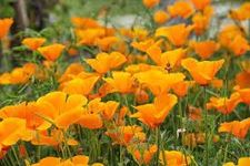 Urban Turtle Californian Poppy Mixed Seeds (Open pollinated) | Sow and Grow Fresh Healthy Seed in Your Garden Perfect for Home & Terrace Gardening High Germination Seeds