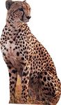 aahs!! Engraving Animal Life Size Cardboard Cutout Stand Up | Standee Picture Poster Photo Print (Cheetah)