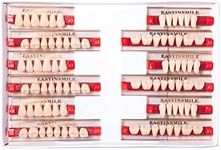 Easyinsmile Dental Synthetic Resin Teeth A2 A3 False Upper Lower Teeth Replacement Dentures for Halloween (A3, Full Set 438+U38+32)