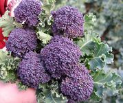 Bolly Bulbs® - Broccoli 'Purple Sprouting Early' (100 Seeds)