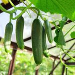 Premium Organic Cucumber Seeds for High-Yield Home Gardens: Non-GMO, Heirloom Varieties for Crisp, Fresh Harvests - Perfect for Salads, Pickling, and Snacks Pack of 1