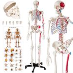 tectake® Life-Size Anatomical Skeleton Model with Mobile Joints, Removable Limbs & Skull with Replaceable Teeth, Detailed Human Skeleton Model, Incl. Anatomy Poster & Stand with Wheeled Base - 180 cm