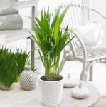 Areca Palm in 12cm Pot - Dypsis Lutescens Palm - Air Purifying Evergreen Indoor Plant - Ideal for The Home or Office (1 Plant)