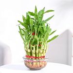 Ugaoo Lucky Bamboo 3 Layer Feng Shui Plant (green color)