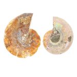 2pcs Animal Collection Paleontology Sample Science Specimen Snails Ornaments for Biological Science Educational Teaching Props