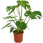 Cheese Plant Monstera Deliciosia Real Indoor Plant for Office, Home, Bedroom, Kitchen and Living Room, Perfect for Clean Air, Delivered Next Day Prime