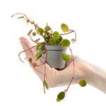 Baby String of Coins - Peperomia Pepperspot Small Houseplant Potted Baby Plant Gift for Indoor Home Office Kitchen Living Room