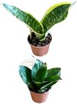 Combo 2.5in Snake Plants (2 Plants), Clean air Plant, Indoor Plant, Real Live Plants, Gifts for Special Occasions, Home Decor, Elegant Plant, Easy Care Plants, Decor House Plant