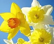 1-20KG Mix Daffodil Narcissus Garden Bulb Spring Flowering TAZETTA WISLEY Minnow