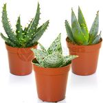 Aloe Vera Mix - 3 Plants - House/Office Live Indoor Pot Plant