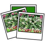 1kg RED White Crimson Mix Clover Seeds Green Manure Wild Flower 1 kg