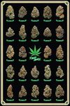 Close Up Cannabis Poster Best Buds Marijuana strains (61cm x 91,5cm) + 1 pair of transparent poster hangers