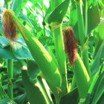 Zeniso® Baby Corn (Makka) F1 Hybrid Seeds, Indian Vegetable Seeds, High Germination Seeds For Home & Garden