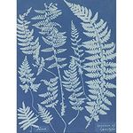 Wee Blue Coo Anna Atkins Ferns Cyanotype Unframed Wall Art Print Poster Home Decor Premium