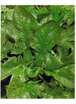 PREMIER SEEDS DIRECT SPINACH - GIANT WINTER - 14 GRAM - APPROX 980 SEEDS