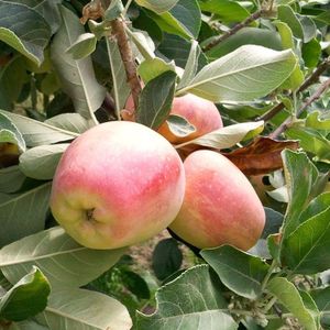 Super Dwarf Anna Apple Tree & Plant Grafted Healthy Live Plant, Pack of 1