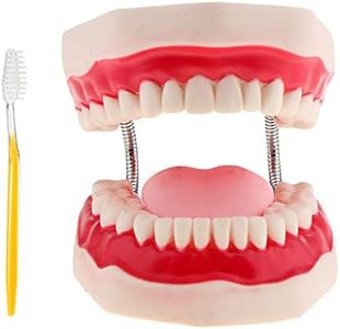 Dental Teeth Model for Human Mouth Structure Teaching & Demonstration, Orthodontic demonstration tooth model, Teaching Study Explain for Student Kids Adults Patient Dentist