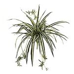 Nearly Natural 23in. Spider Plant B