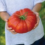 Pack Vegetable Seed Giant Tomato 'Gigantomo' Kings's Seeds