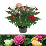 Carbeth Plants - 1 x Real Indoor Rose Plant Quattro Mix - Live Miniature Potted Rose in 10.5cm Pot - Houseplant Perfect for House Warming Present, Birthday and Thank You Gift