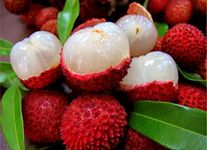 Pyanabi Dehra Dun Litchi Plant Tropical Rare Exotic Air Layered Lychee Tree (height 1-1.5 Feet) Litchi Plant Hybrid Fruit After 1-2 Year Live Fruit Plant For Home Garden