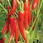 Seeds Fire Hot Pepper Chili Heirloom Vegetable for Planting Non GMO