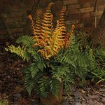 Potted Hardy Garden Plant Dryopteris, Hardy Fern, Plants for Shade, Low Maintenance, Woodland Gardens & Outdoors, Dryopteris Jurassic Gold in a 9cm Pot by Thompson & Morgan (2)