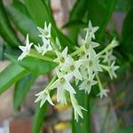 Mphmi Live Plant Nursery NCR Plants Cestrum nocturnum/Raat Ki Rani Plant - Flowering Plants Flower Garden Live Plant Nursery Indoor Outdoor Living Plants