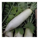 PREMIER SEEDS DIRECT RADISH (JAPANESE) - MOOLI MINOWASE - 500 SEEDS (ORGANIC)