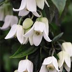 Clematis Plant Winter Beauty Climbing urophylla Winter Flowering Old Man's Beard Hardy Perennial Evergreen White Flowers Ideal for Warm Sheltered Spot Potted Plant by Suttons (2, 7cm Pot)